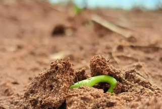 Clima favorável acelera plantio de soja entre outubro e novembro em MS