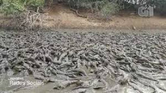 5 mil jacarés amontoados em lama a 50°C no Pantanal do MS podem morrer se não chover, diz pesquisadora