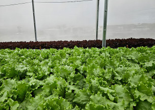 Sistema de reuso aumenta em 61% a eficiência no uso da água na irrigação de hortaliça