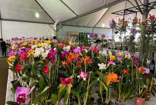 Dourados: Feira de flores ornamentais acontece de 4 a 8 de março na Praça Central
