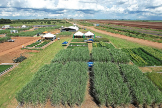 Tecnologias e diversificação de culturas melhoram produção em solos arenosos