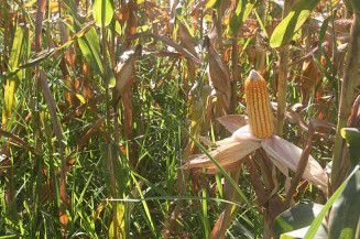 Simpósio na Expoagro debate clima, carbono e uso da água no campo