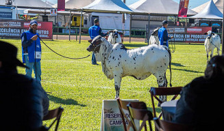 60ª Expoagro é ‘exposição ouro’ para ranking nacional do Nelore Pelagens
