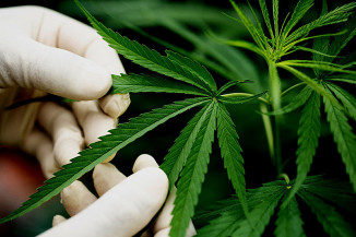Governo e setor privado discutem oportunidades para a cadeia da Cannabis no Brasil e América Latina