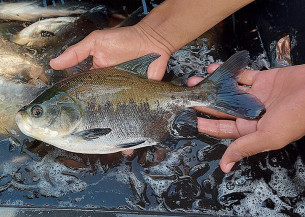 Protocolo identifica risco de contaminação entre viveiros de peixes de uma mesma bacia hidrográfica