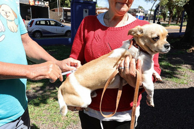 A pedido de Marçal, Dourados mantém vacinação intensificada de animais acolhidos por protetores e ONGs