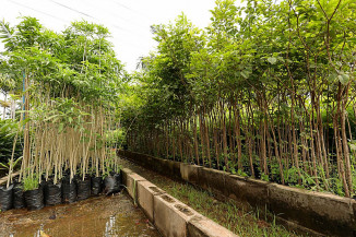 Prefeitura de Dourados incentiva projetos de arborização e recuperação ambiental