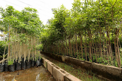 Prefeitura de Dourados incentiva projetos de arborização e recuperação ambiental