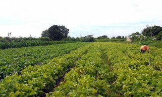 Segurança alimentar e povos indígenas têm R$ 64,3 milhões em crédito