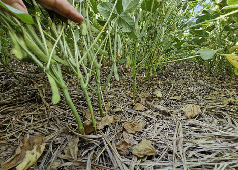 Pesquisa realizada em Dourados revela produtividade da soja cresce 11,1% a cada avanço nos níveis de manejo do solo