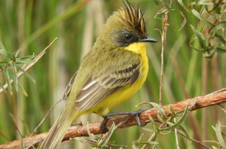 Parque Estadual do Rio Ivinhema lidera ranking nacional em listas de observação de aves