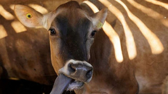 Brasil tem quase 30 fábricas de vacina para gado e só 2 para humanos