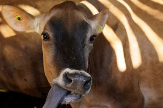 Brasil tem quase 30 fábricas de vacina para gado e só 2 para humanos