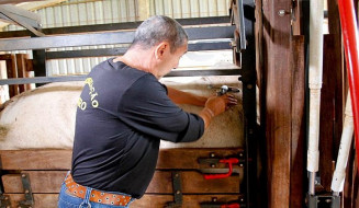 MS terá conselho municipal de saúde animal visando evolução do status sanitário da Aftosa