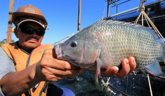 MS se mantém como o maior exportador de tilápia do país