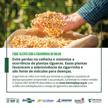 Embrapa lança cartilha sobre cigarrinha no milho