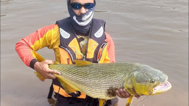 DOURADO GIGANTE NA PESCARIA DE CAÍAQUE pescaria.